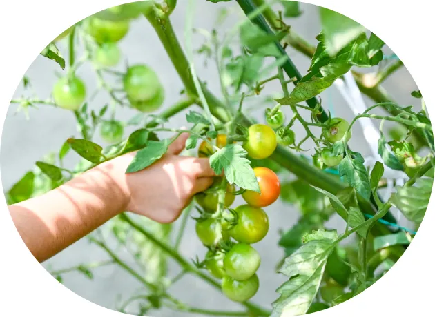 園内で野菜を育ているところ